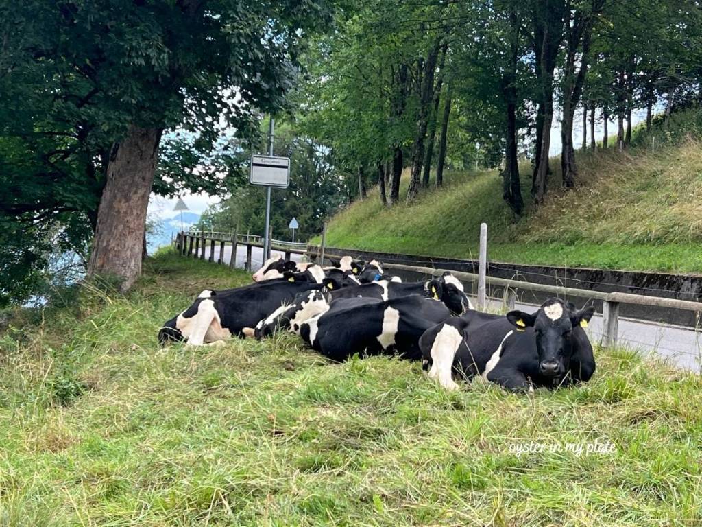 차들이 다니는 길가 옆 풀밭에 옹기종기 모여 앉아 쉬고 있는 그뤼에르의 얼룩 소 들